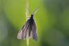 333248 – Photo : Marc Solari – France (68)